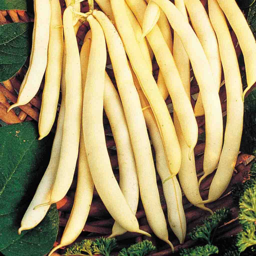 Cherokee Wax Bean Seeds from Ferry Morse Home Gardening fully matured and harvested.